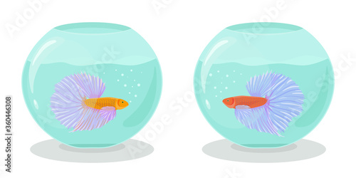 Two aquariums with fighting siamese fishes in flat style. Vector hand drawn illustration of betta or cockerel fishes swimming in an aquarium.