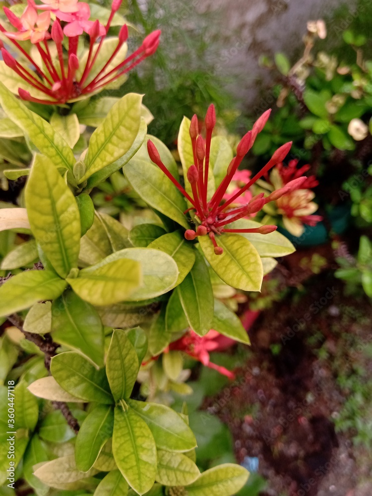 Ixora flower buds with beautiful light yellow green colored leaves. Ixora flower buds with beautiful light yellow green colored leaves.