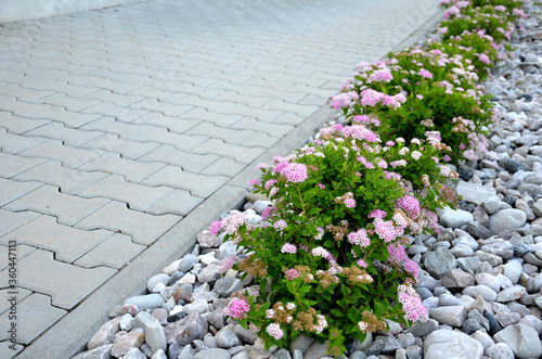 Fotografiet Shrubs pink flowering in a row of mulched white pebbles