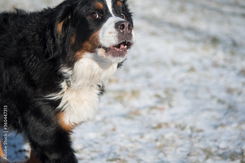 bernese mountain dog in snow bernese mountain dog in snow