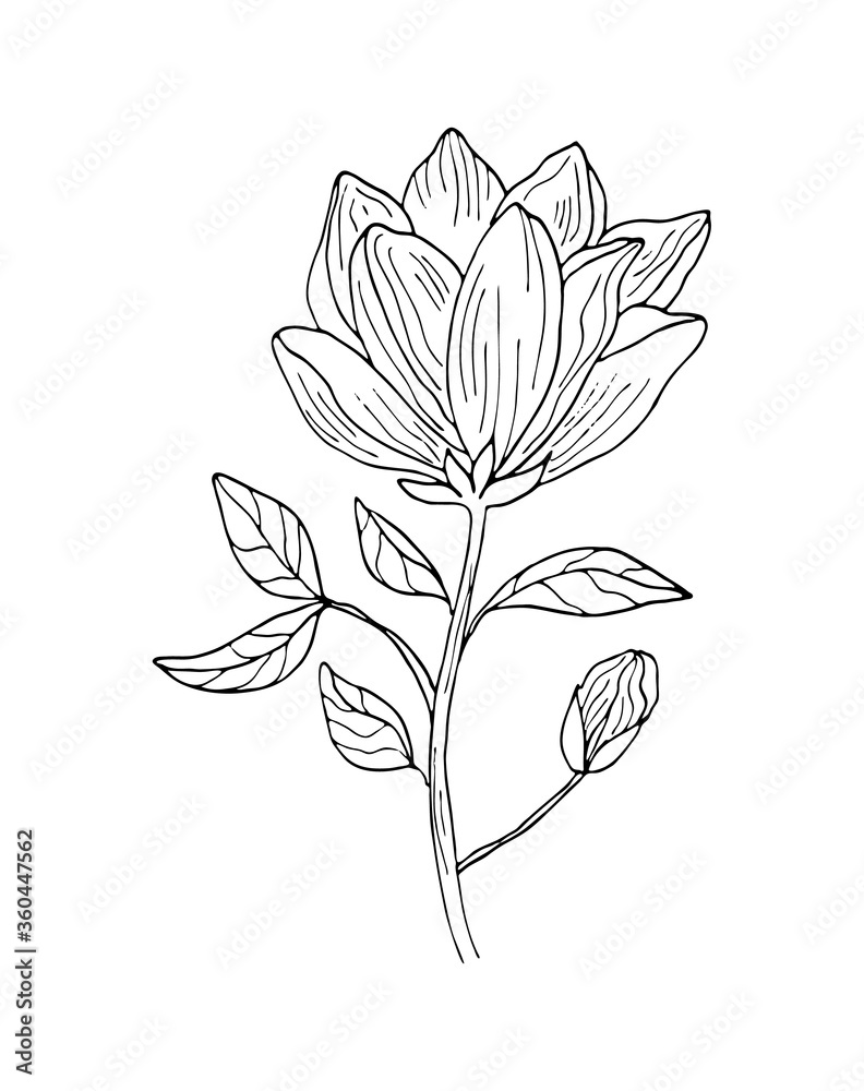 Magnolia tropical flower blossom isolated on a white background. Hand drawing black outline botanical vector illustration. Magnolia tropical flower blossom isolated on a white background. Hand drawing black outline botanical vector illustration.