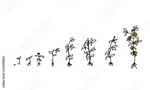  Cycle of growth of soybean plant isolated on white background