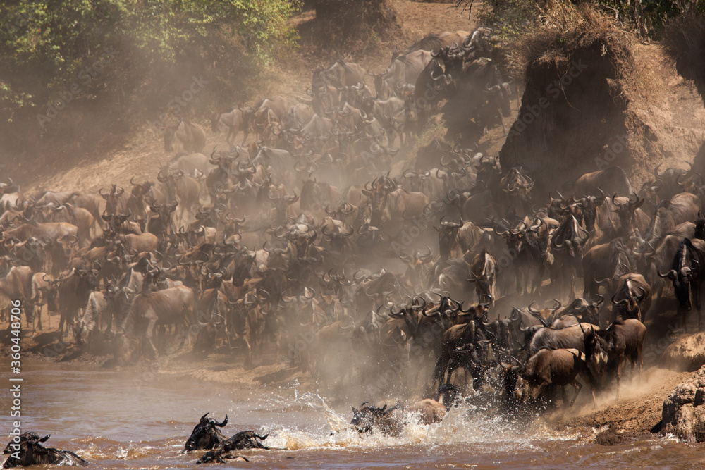 Wildebeests great migration, Masai Mara