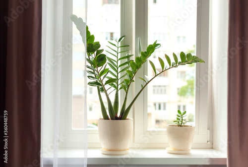 Zamioculcas home plant on the windowsill. Concept of home gardening.