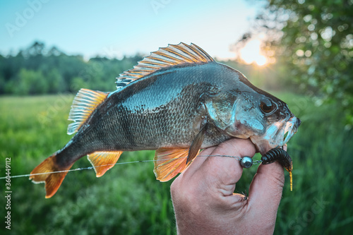 Perch caught on a soft bait.