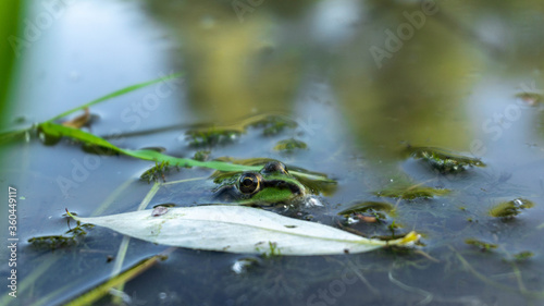 green frog peeks out of the water, summer © Olexandr