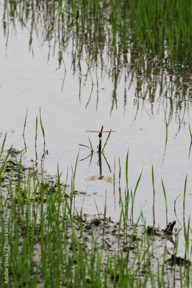 Dragonfly Sitting On Paddy Plant with Its Reflection Dragonfly Sitting On Paddy Plant with Its Reflection