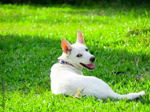 White dogs are cute and bright, lying on the lawn.