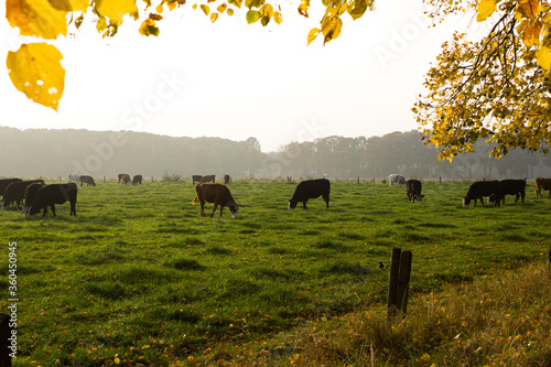Grazing Braford cattle on meadow in autumn with colorful leaves in the foreground photo