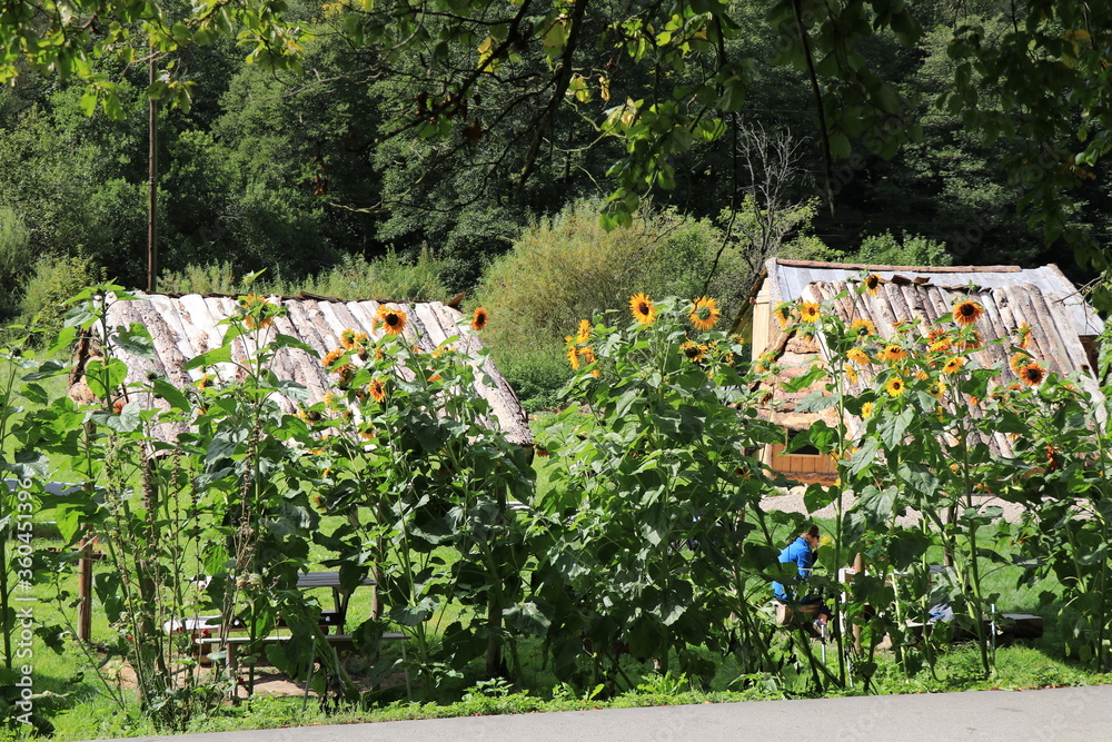 Słoneczniki w ogródku