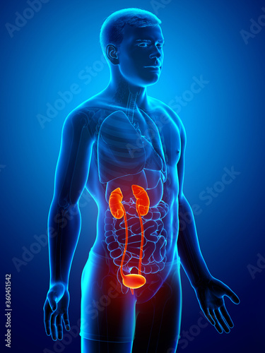3d rendered, medically accurate illustration of the highlighted kidneys and urinary system