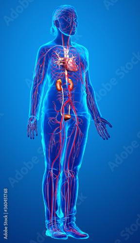 3d rendered, medically accurate illustration of the female kidneys and circulatory system