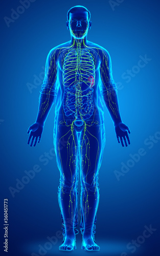 3d rendered medically accurate illustration of a male lymphatic system