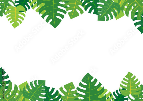 Vector illustration of monstera (background frame)