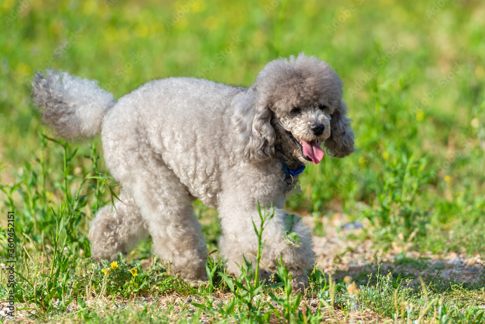gray poodle in green grass stands sideways gray poodle in green grass stands sideways