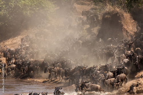 Wildebeests Mara river crossing and clouds of dust © Dr Ajay Kumar Singh