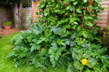 Courgette or zucchini plants growing in garden vegetable plot with runner beans and a sunflower