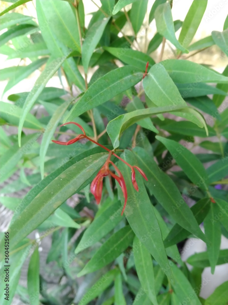 Beautiful green leaves and have red buds Beautiful green leaves and have red buds