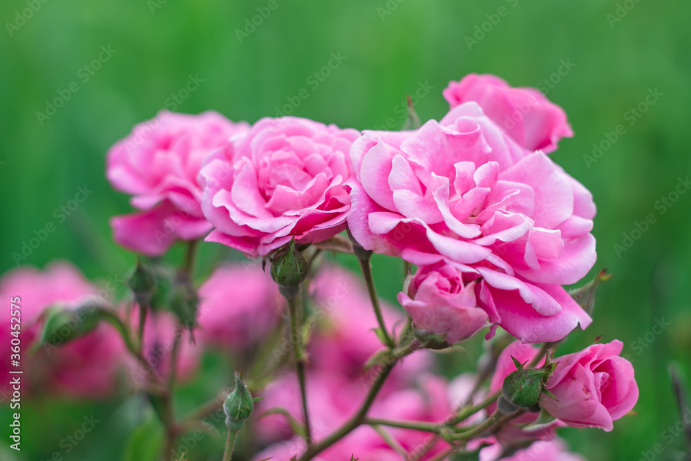 Roses flowers in the garden. Soft focus. Floral wallpaper, pink rose background.