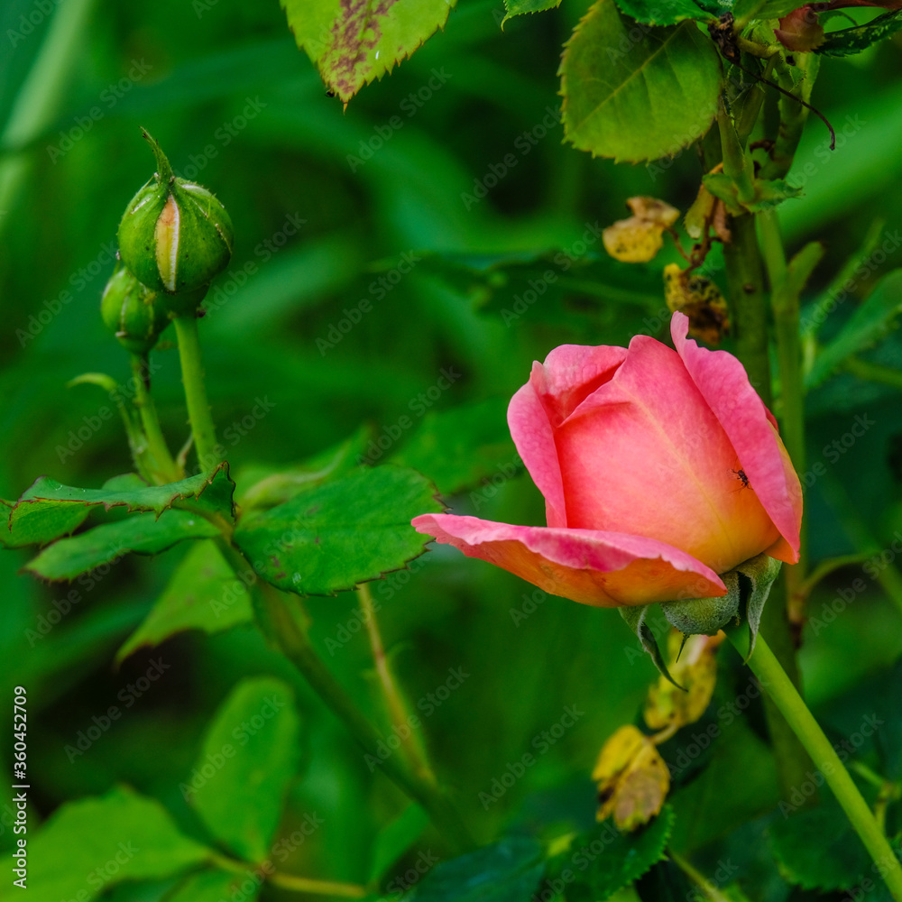 Lieblich duftende Rosen in verschiedenen Farben im Garten Lieblich duftende Rosen in verschiedenen Farben im Garten