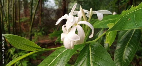 lily of the valley