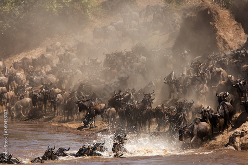 Dust and splash of water during great migration of Wildebeests at Mara river