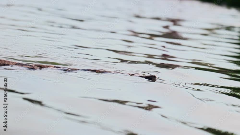 Boa constrictor snake swimming in the river Boa constrictor snake swimming in the river