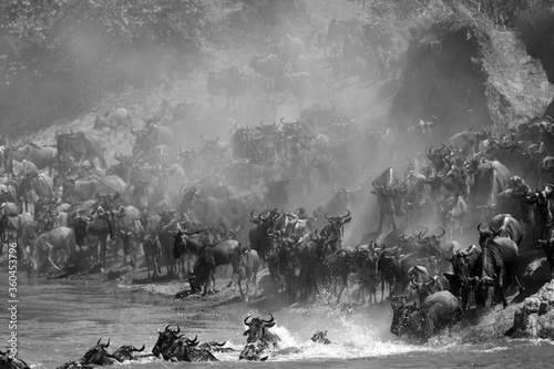 Wildebeests Mara river crossing in the mid of dust and splash of water