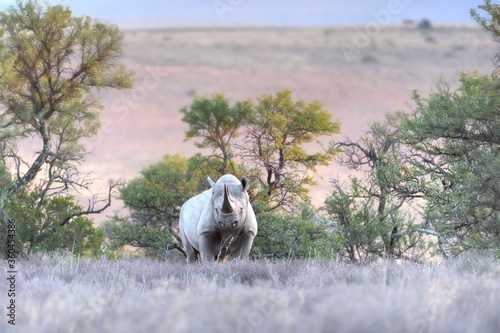 BLACK RHINO  (Diceros bicornis)  bull at an undisclosed  location in the South African bushveld.  All rhinos are highly endangered and are being poached faster than they can reproduce.  photo