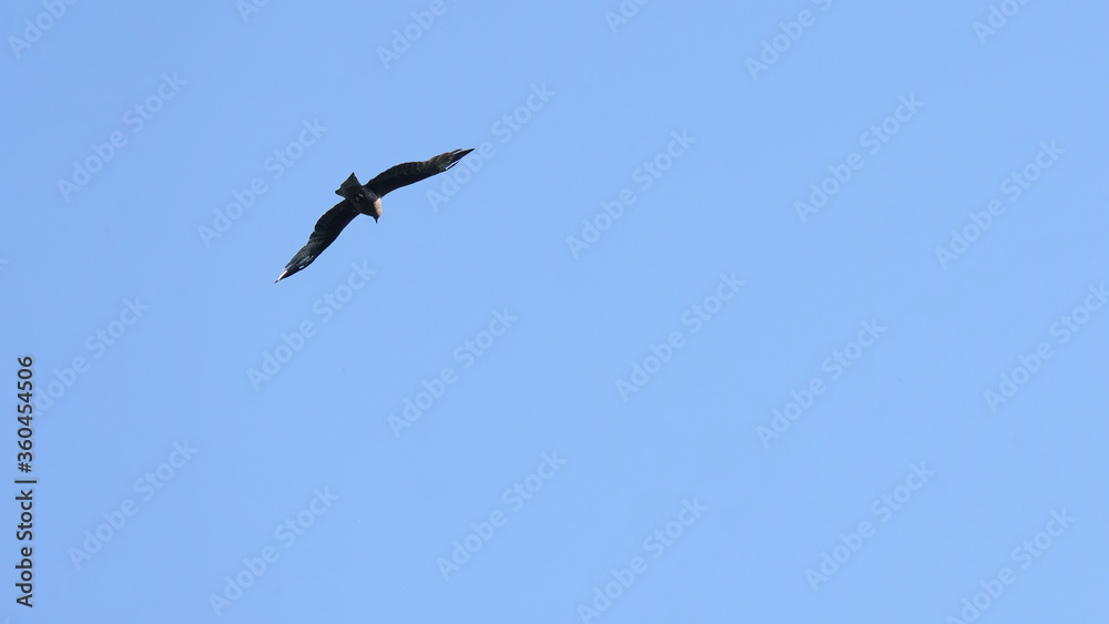 Silhouette of a flying eagle on a background of blue sky. Minimal concept Silhouette of a flying eagle on a background of blue sky. Minimal concept