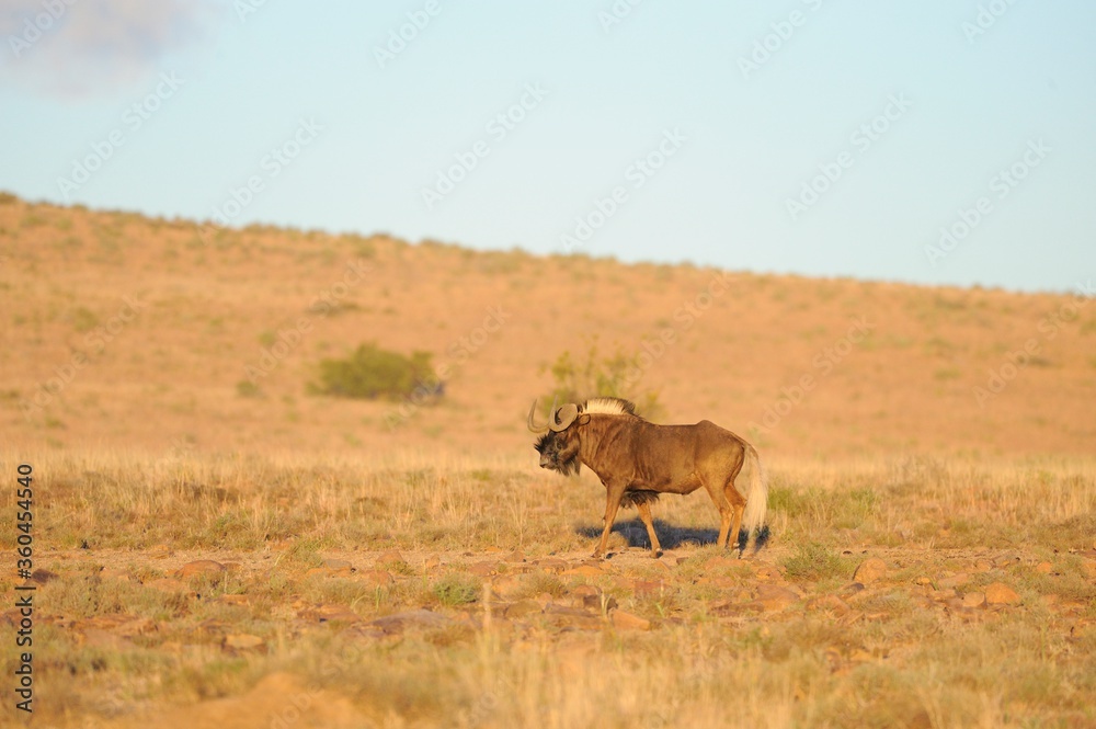 WHITE-TAILED WILDEBEEST or GNU ( Connochaetesgnu). alarge bovine type antelope of southern africa. WHITE-TAILED WILDEBEEST or GNU ( Connochaetesgnu). alarge bovine type antelope of southern africa.
