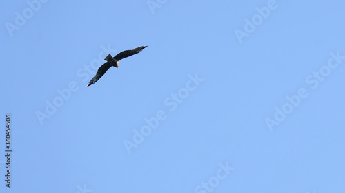 Silhouette of a flying eagle on a background of blue sky. Minimal concept