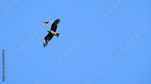 Silhouette of two birds on a background of blue sky. Natural background with birds.
