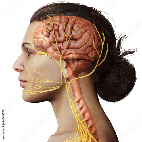 3d rendered medically accurate illustration of a female brain anatomy photo
