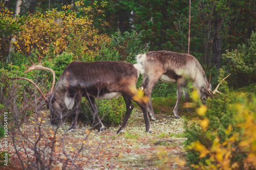 Group herd of deer caribou reindeers pasturing in Abisko National Park, Sweden, Lapland, Norrboten County
