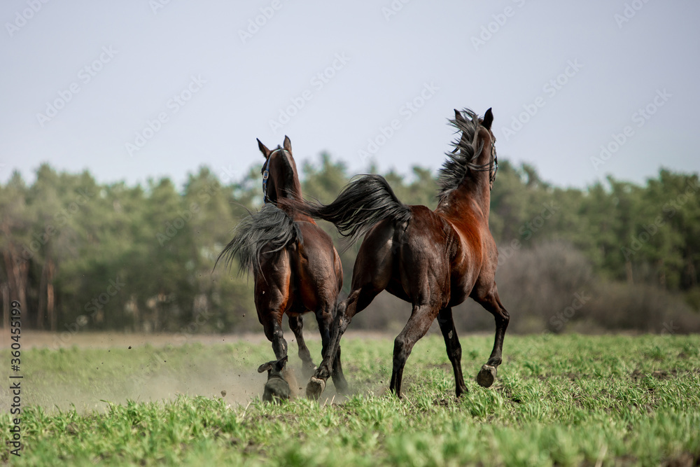 Beautiful horses ride freely across the field Beautiful horses ride freely across the field