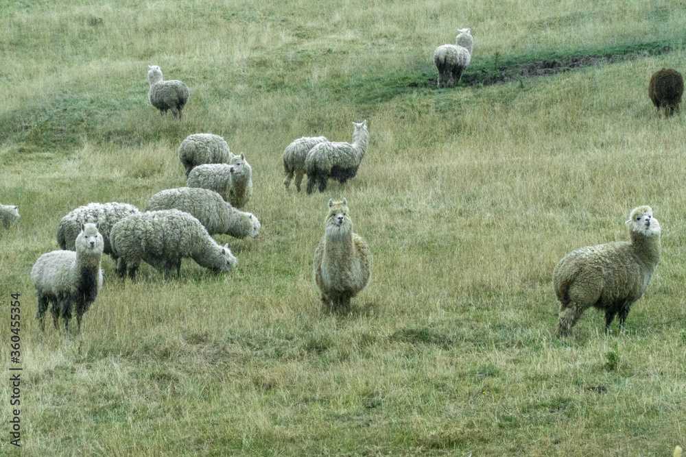 Obraz premium Alpaca on the field