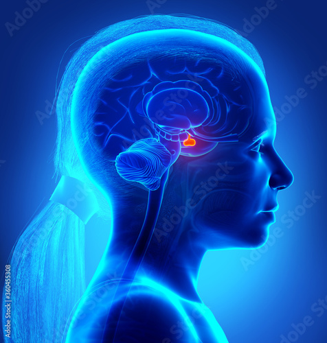 3d rendering medical illustration of a girl Brain anatomy PITUITARY GLAND - cross section