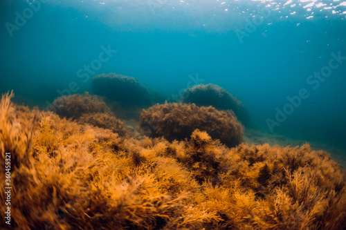 Underwater view with red seaweed at rocks in transparent ocean