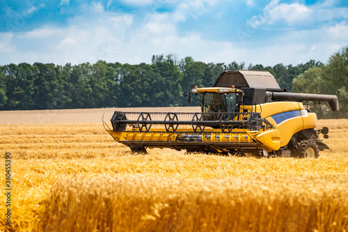 Large modern yellow combine for harvesting grain in the field. Golden ears of wheat against the background of the forest and blue sky.