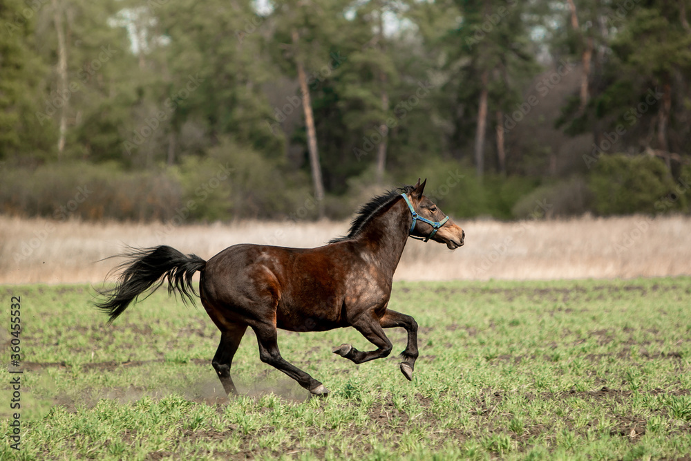Beautiful horses ride freely across the field Beautiful horses ride freely across the field