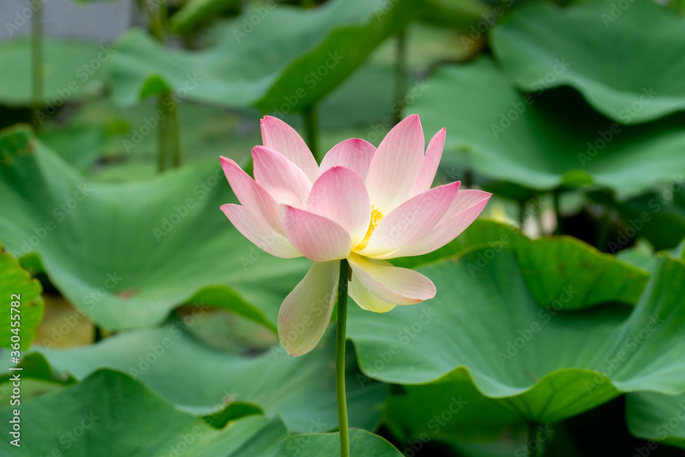 Lotus flower Lotus flower