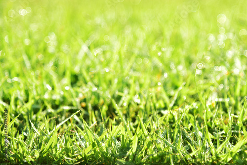 朝露が降りた緑の芝生のアップ 01