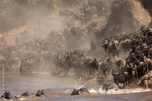 Clouds of dust along Mara river during Wildebeests crossing