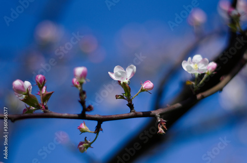 Apple tree branch flowering, blue sky, bokeh, blur, photoshoot with helios lens, summer garden, Saint-Petersburg, Russia