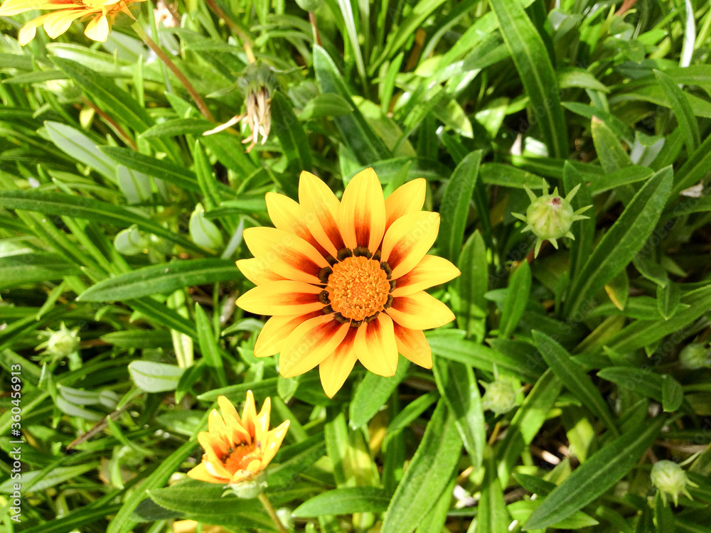 yellow orage daisy flower sunny day garden outside