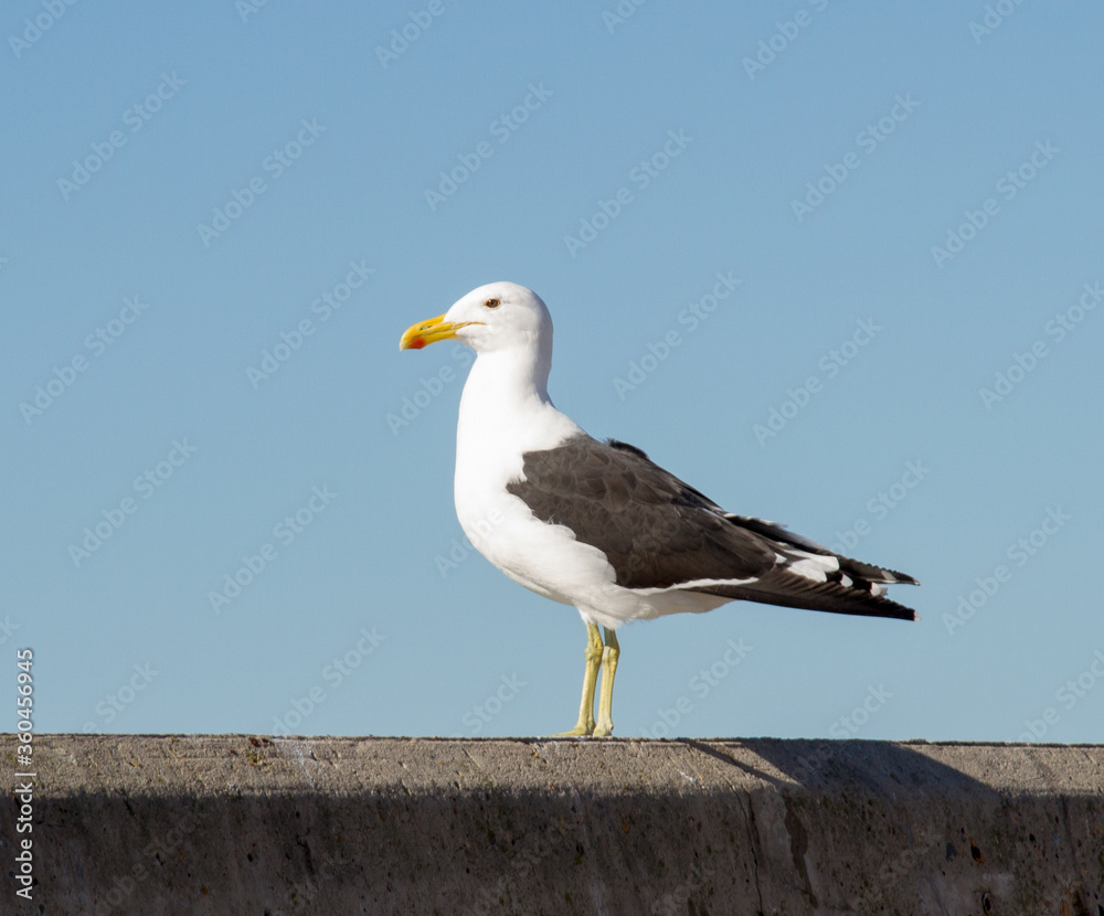 Obraz premium Kelp gull on harbor wall, St Francis Bay Harbor, South Africa
