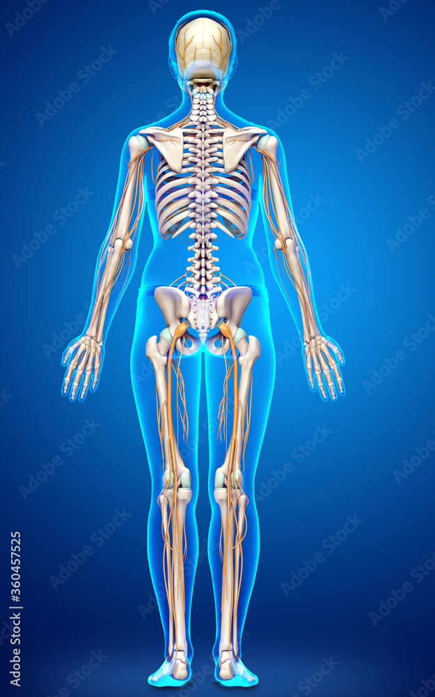3d rendered medically accurate illustration ofa female nervous system and skeleton system 3d rendered medically accurate illustration ofa female nervous system and skeleton system