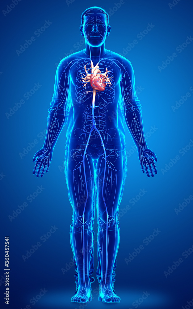 3d rendered medically accurate illustration of a male Veins anatomy 3d rendered medically accurate illustration of a male Veins anatomy