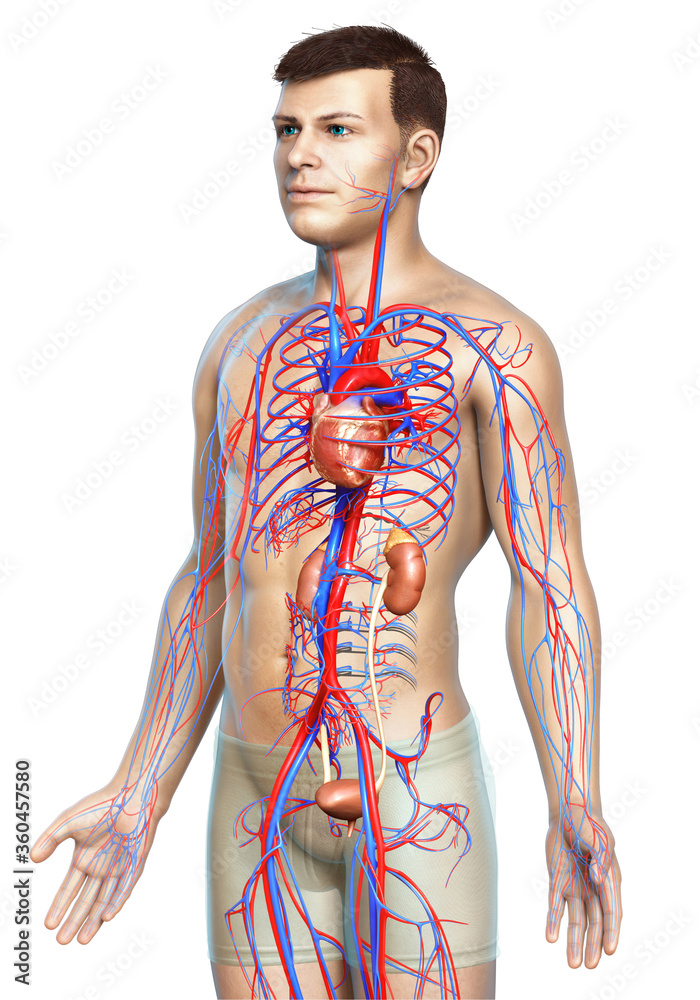 3d rendered, medically accurate illustration of the kidneys and circulatory system 3d rendered, medically accurate illustration of the kidneys and circulatory system